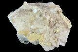 Fluorescent Calcite Geode - Morocco #89592-2